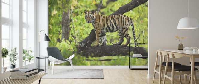 PHOTOWALL / Cub in Tree (e314427)