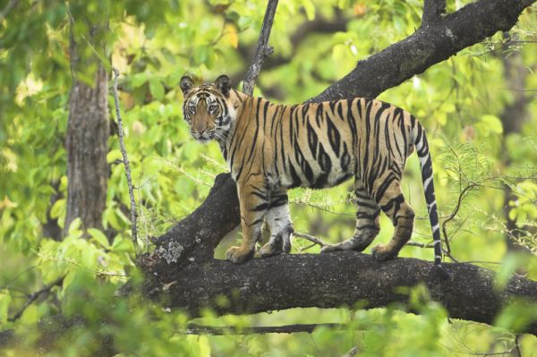 PHOTOWALL / Cub in Tree (e314427)