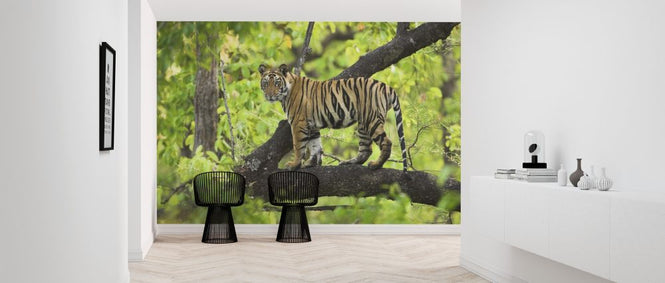 PHOTOWALL / Cub in Tree (e314427)
