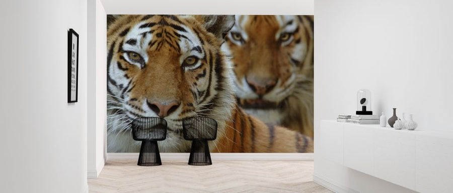 PHOTOWALL / Two Siberian Tigers (e314429)