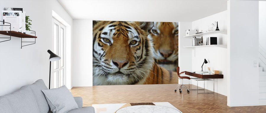 PHOTOWALL / Two Siberian Tigers (e314429)