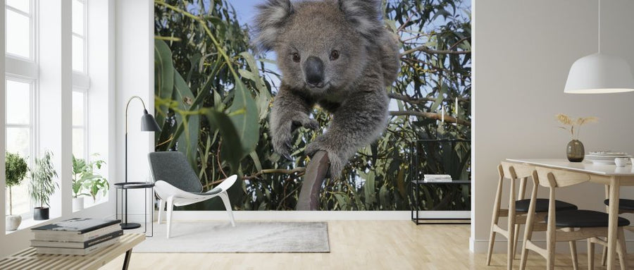 PHOTOWALL / Koala (e314430)