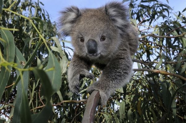 PHOTOWALL / Koala (e314430)