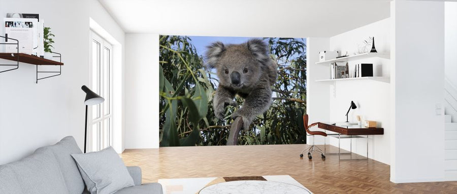 PHOTOWALL / Koala (e314430)