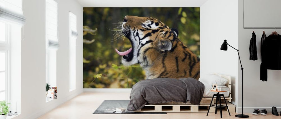 PHOTOWALL / Yawning Siberian Tiger (e314432)