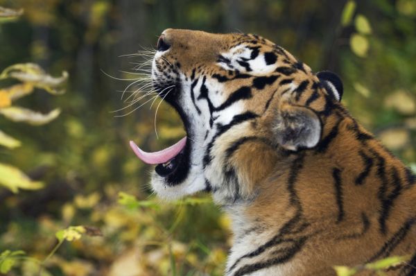 PHOTOWALL / Yawning Siberian Tiger (e314432)