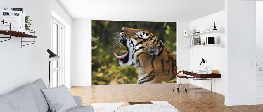 PHOTOWALL / Yawning Siberian Tiger (e314432)