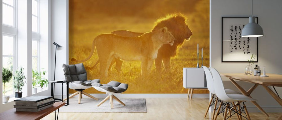 PHOTOWALL / Male and Female Lion (e314433)