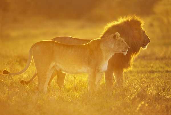 PHOTOWALL / Male and Female Lion (e314433)