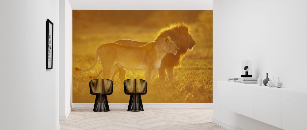 PHOTOWALL / Male and Female Lion (e314433) | 輸入壁紙専門店 WALPA