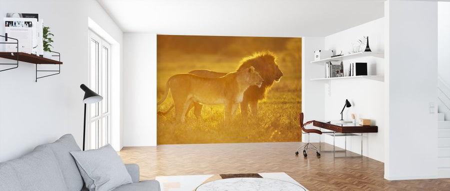 PHOTOWALL / Male and Female Lion (e314433)