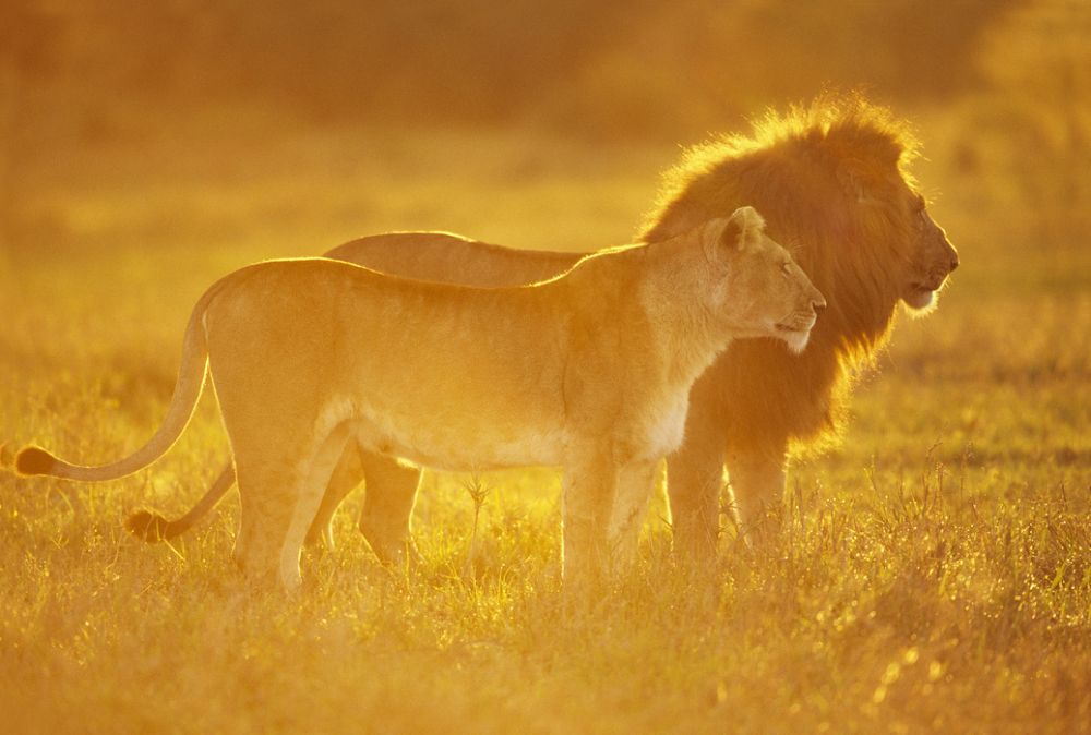 PHOTOWALL / Male and Female Lion (e314433) | 輸入壁紙専門店 WALPA