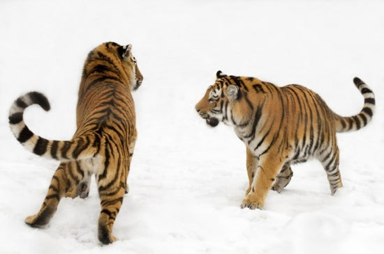PHOTOWALL / Tigers Play Fighting (e314436)