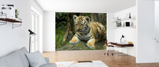 PHOTOWALL / Young Cub (e314440)