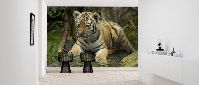 PHOTOWALL / Young Cub (e314440)