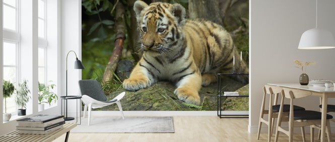 PHOTOWALL / Young Cub (e314440)