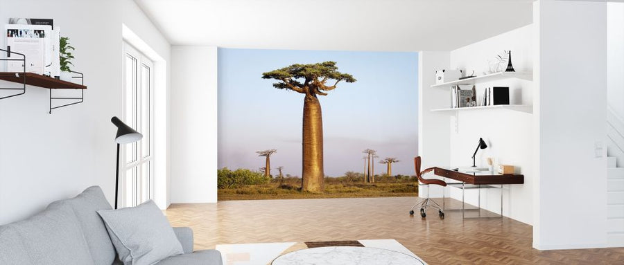 PHOTOWALL / Boabab Trees (e314442)