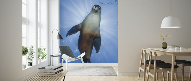 PHOTOWALL / Australian Sea Lion (e314443)