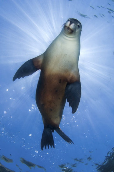 PHOTOWALL / Australian Sea Lion (e314443)