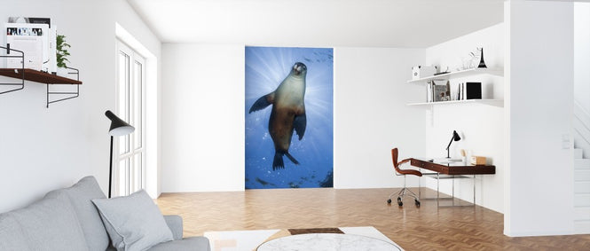 PHOTOWALL / Australian Sea Lion (e314443)