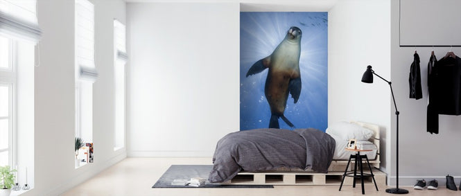 PHOTOWALL / Australian Sea Lion (e314443)