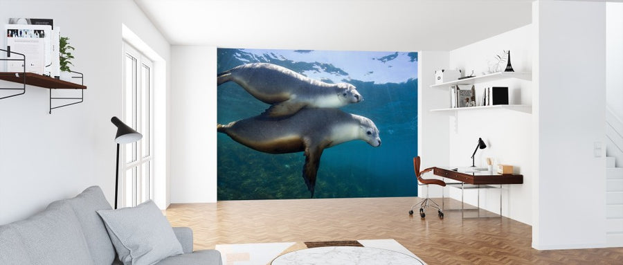 PHOTOWALL / Pair of Sea Lions (e314444)