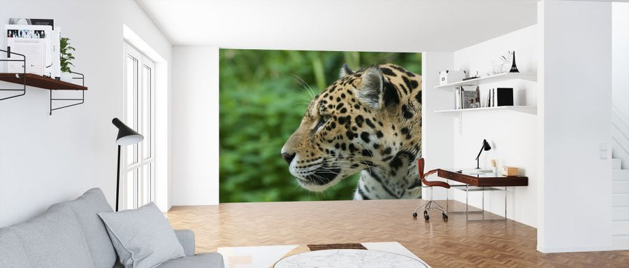 PHOTOWALL / Jaguar (e314445)