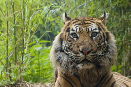 PHOTOWALL / Male Sumatran Tiger (e314446)