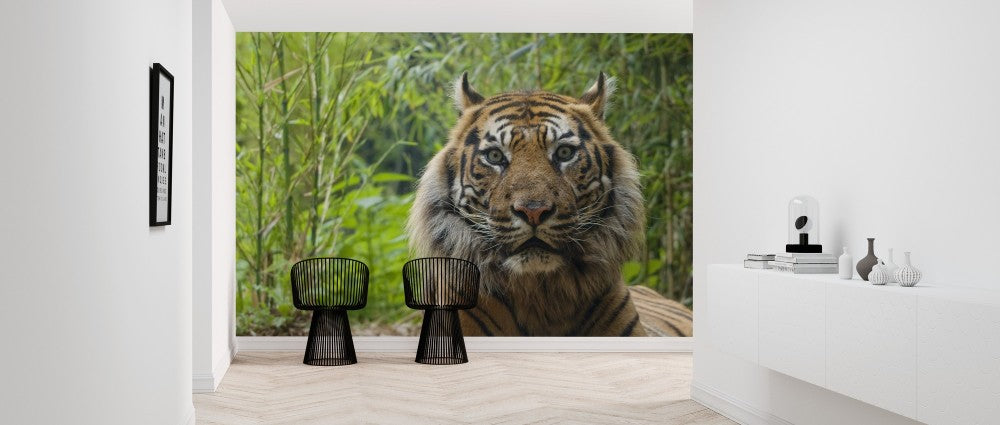 PHOTOWALL / Male Sumatran Tiger (e314446) | 輸入壁紙専門店