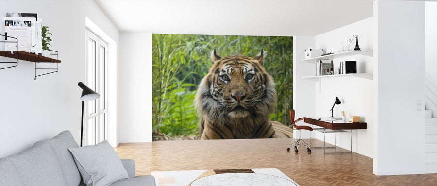 PHOTOWALL / Male Sumatran Tiger (e314446)