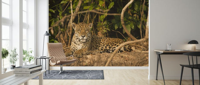 PHOTOWALL / Jaguard Lying Down (e314447)