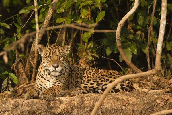 PHOTOWALL / Jaguard Lying Down (e314447)