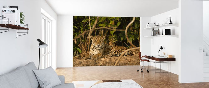 PHOTOWALL / Jaguard Lying Down (e314447)