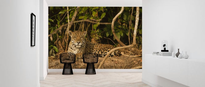 PHOTOWALL / Jaguard Lying Down (e314447)