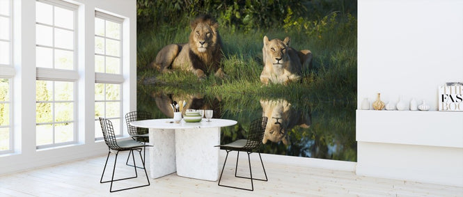 PHOTOWALL / Lions Reflection (e314512)