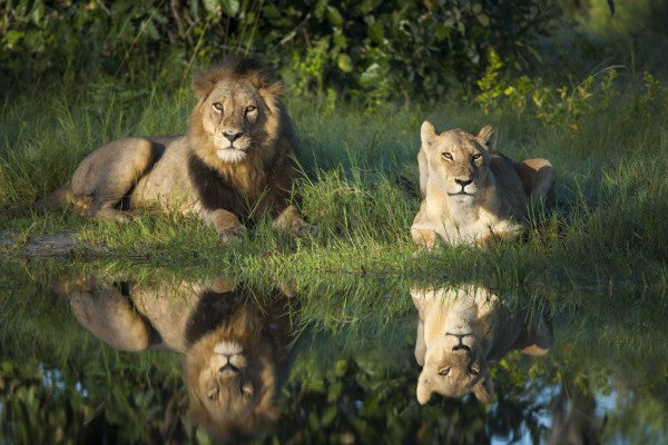 PHOTOWALL / Lions Reflection (e314512)