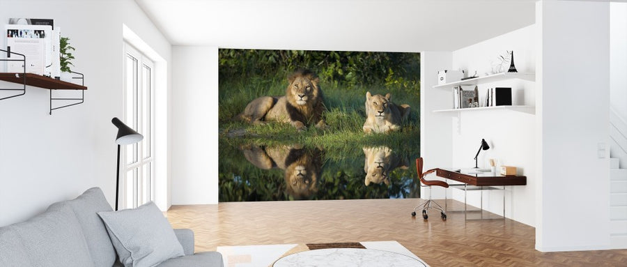 PHOTOWALL / Lions Reflection (e314512)