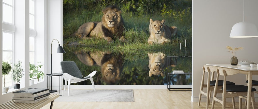 PHOTOWALL / Lions Reflection (e314512)