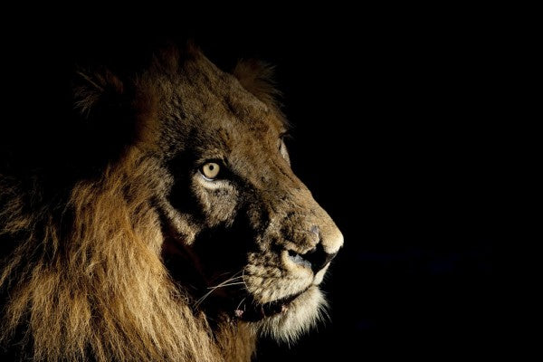 PHOTOWALL / Lion on Spot Light (e314513)