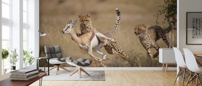 PHOTOWALL / Cheetah Hunting Springbok (e314516)