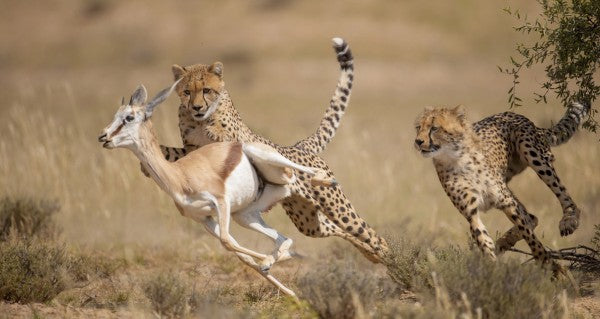 PHOTOWALL / Cheetah Hunting Springbok (e314516)