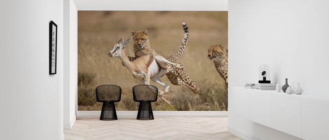 PHOTOWALL / Cheetah Hunting Springbok (e314516)