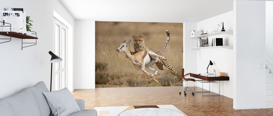 PHOTOWALL / Cheetah Hunting Springbok (e314516)