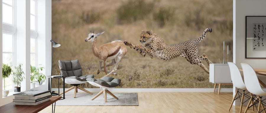 PHOTOWALL / Cheetah Chasing Springbok (e314517)