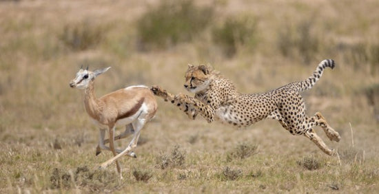 PHOTOWALL / Cheetah Chasing Springbok (e314517)