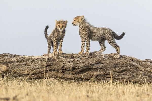 PHOTOWALL / Cheetah Cubs II (e314519)