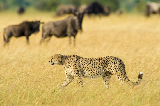 PHOTOWALL / Walking Cheetah (e314521)