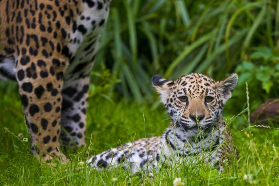 PHOTOWALL / Jaguar Cub (e314522)
