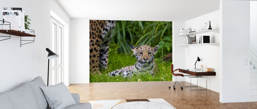 PHOTOWALL / Jaguar Cub (e314522)