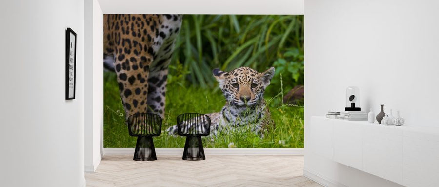 PHOTOWALL / Jaguar Cub (e314522)